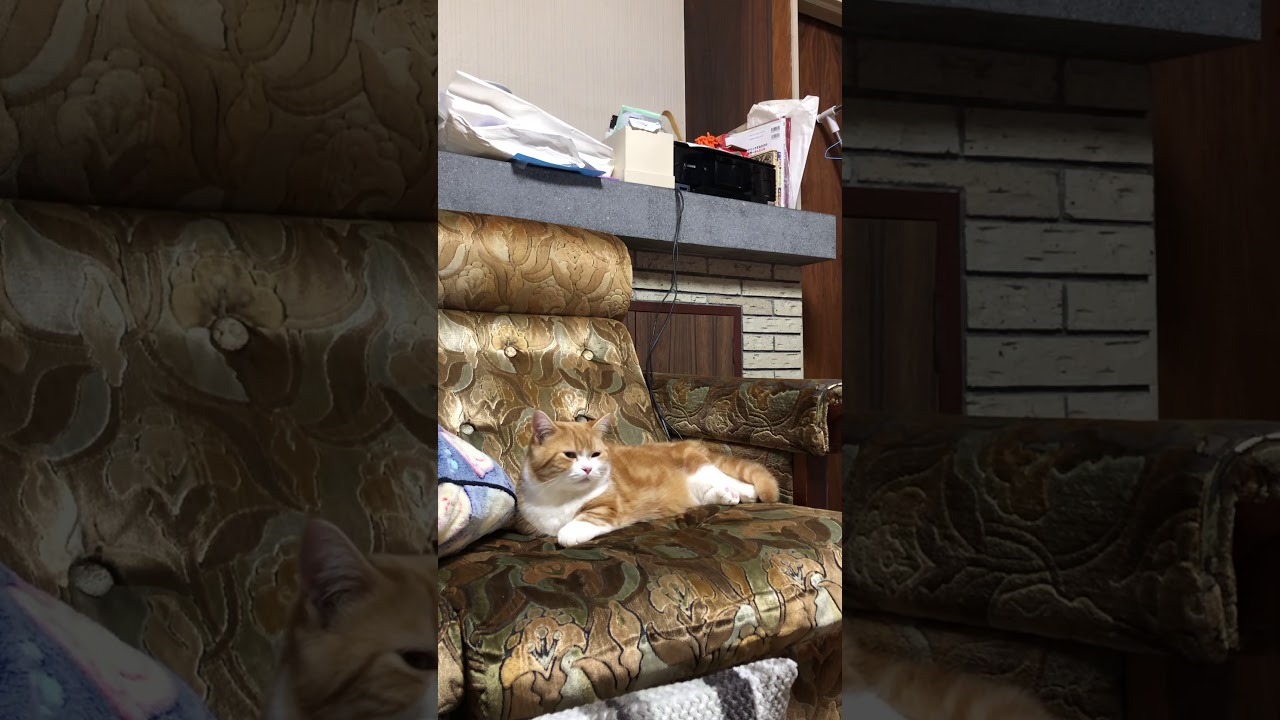 寝起きの猫【マンチカン】