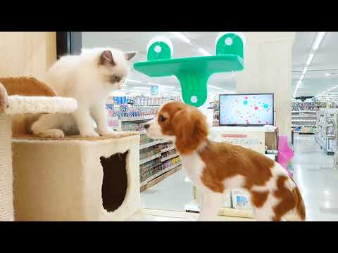 【ラグドール＆キャバリア】二人は仲良し！