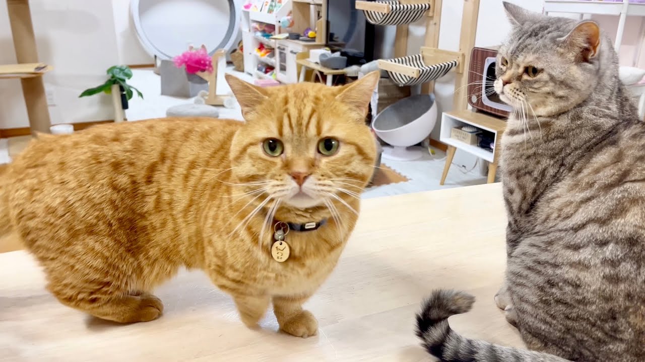 蛇に睨まれた蛙化状態の茶々パパ #猫 #マンチカン