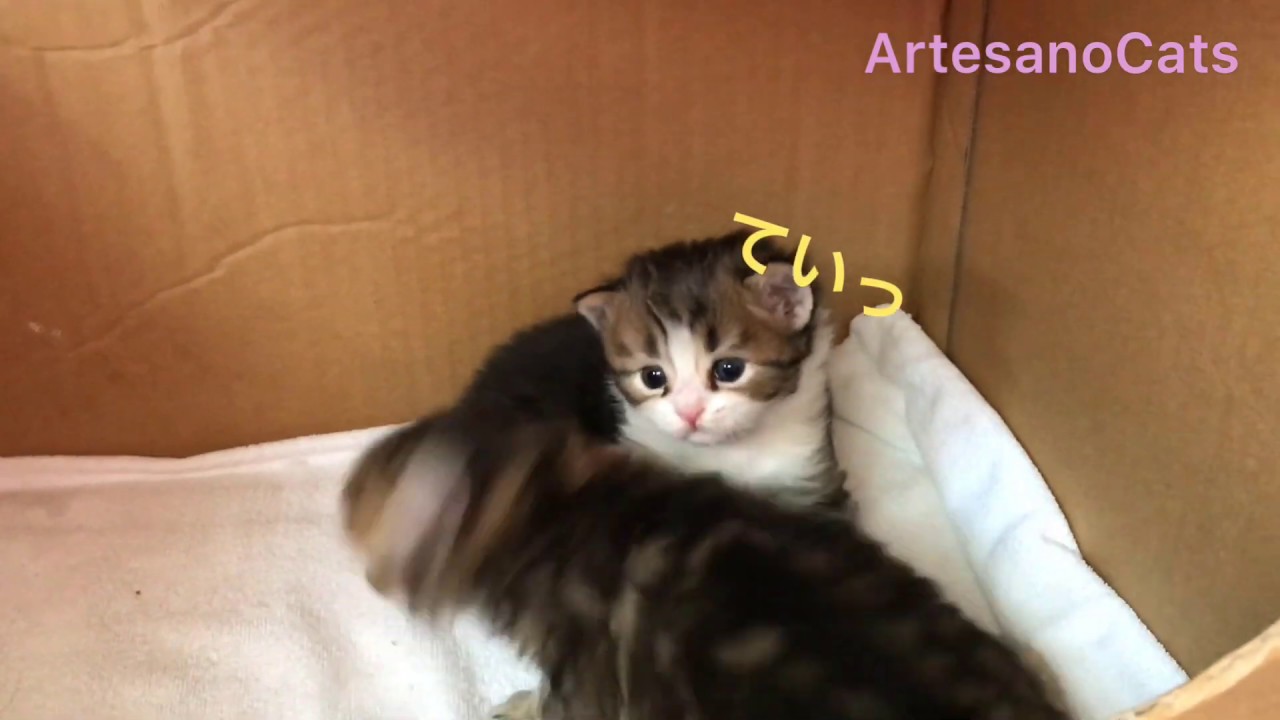キンカロー(マンチカン×アメリカンカール) 子猫 生後25日