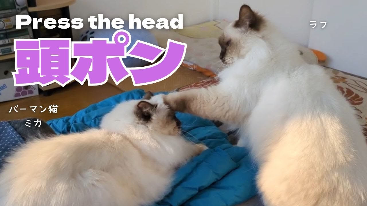 バーマン猫ミカとラフ【頭ポン】Press the head（バーマン猫）Birman/Cat