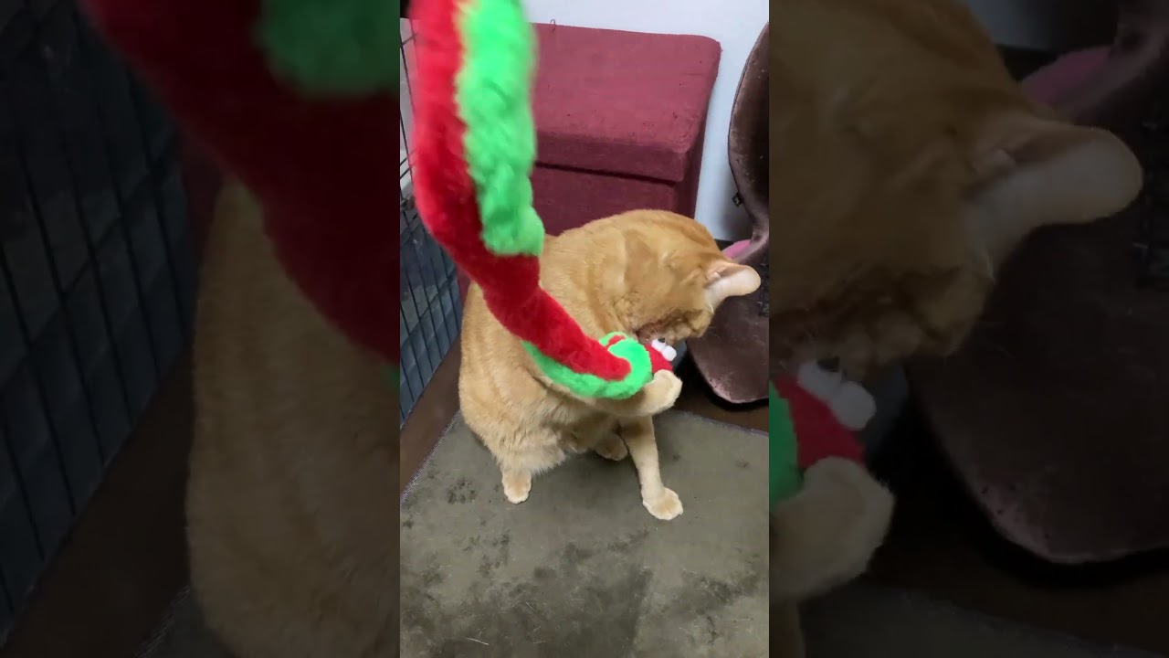 【茶トラ猫】お気に入りの猫じゃらしで遊ぶジラフ#shorts