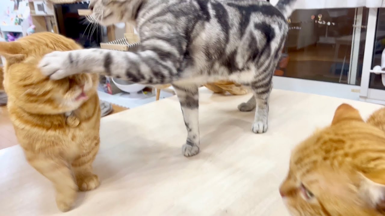 しつこくぽちゃくんにちょっかい出してたら遂にクロくんに叱られた茶々パパ #猫 #マンチカン