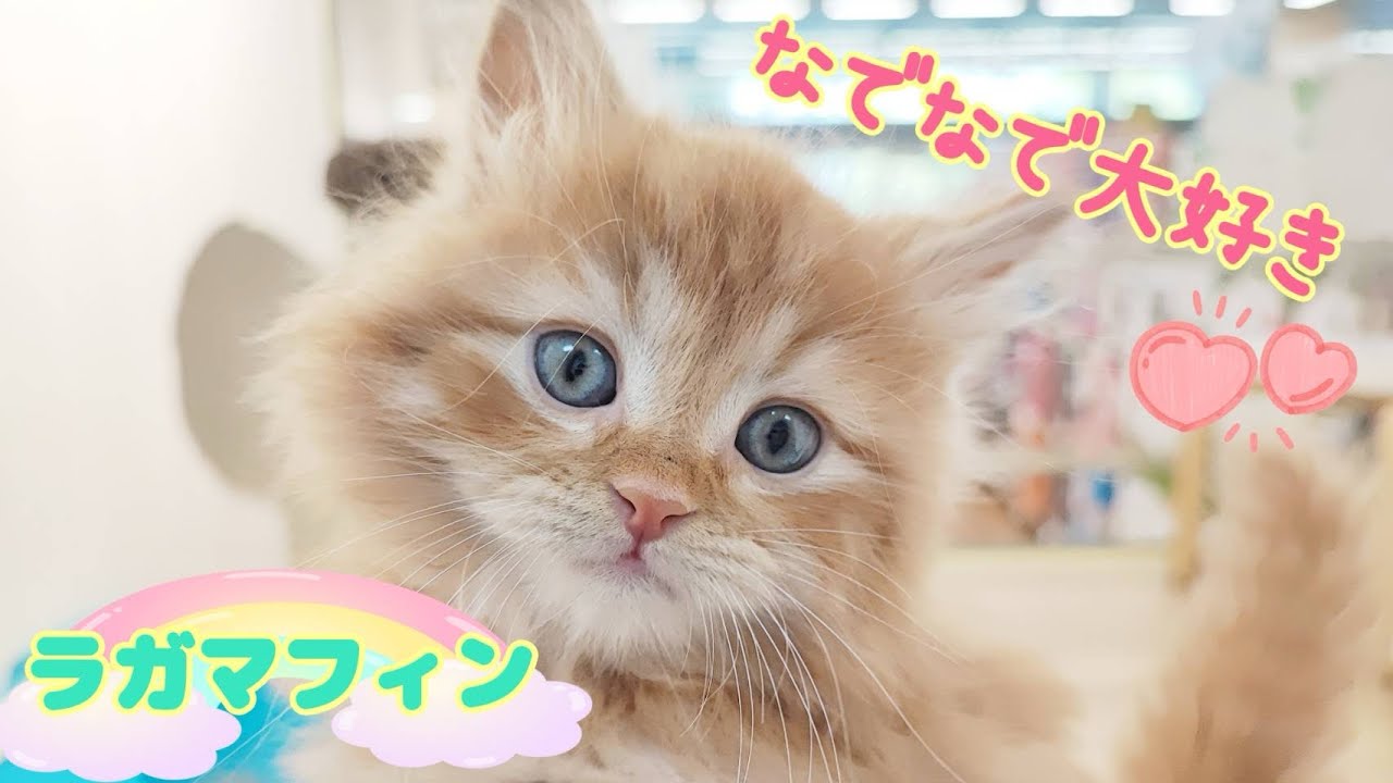 【 2024.4.17 】なでなでが大好きな甘えんぼラガマフィンくんの登場！