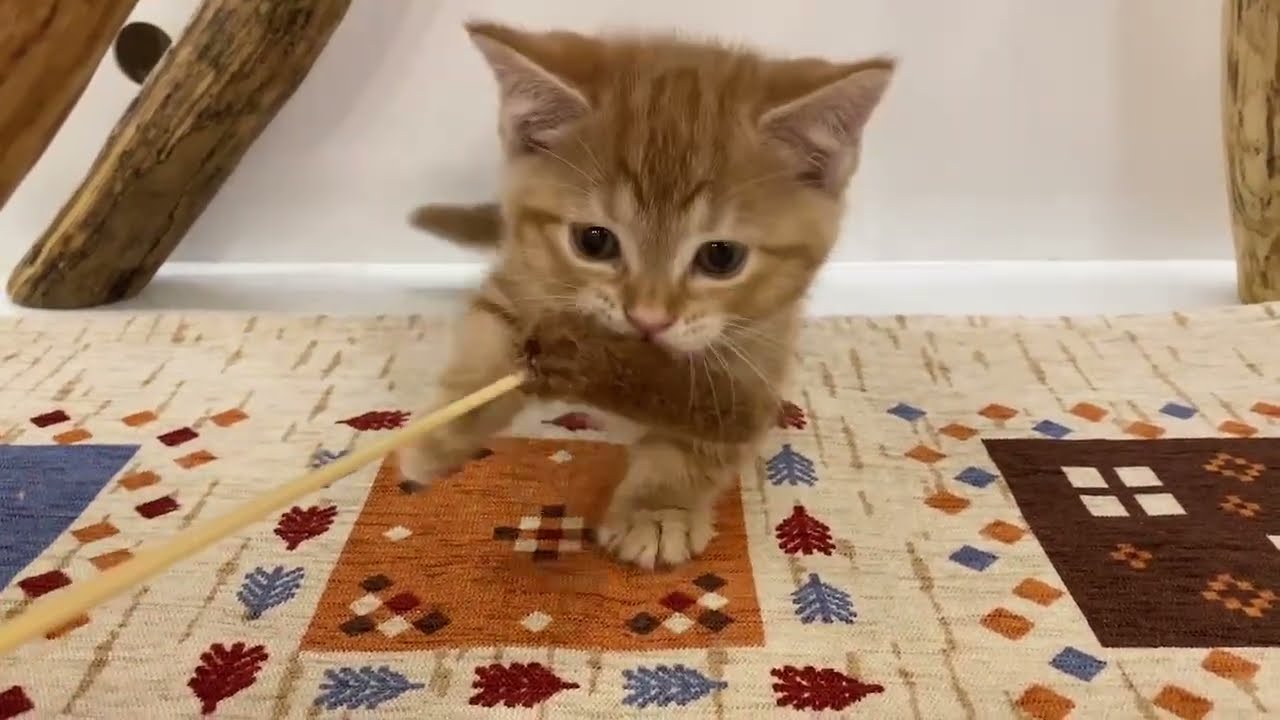 マンチカン 2024/2/1 女の子