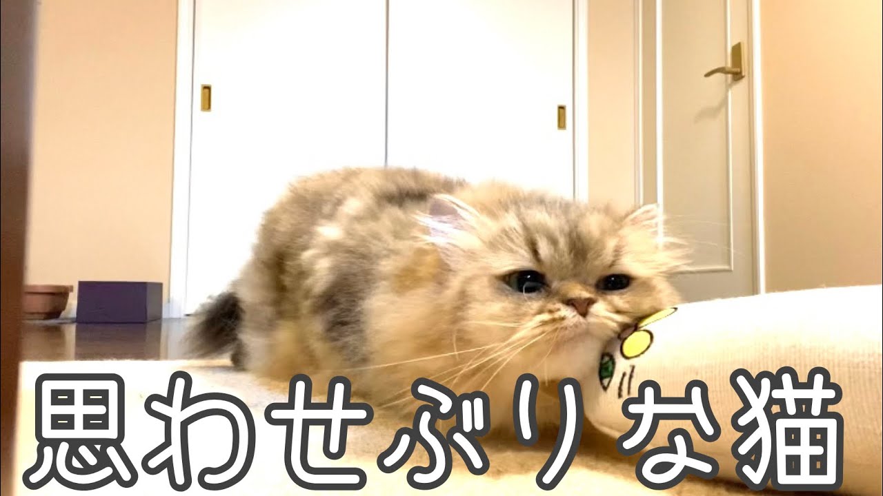 【ペルシャ猫】必見！とんでもなくかわいいチンチラはぶちゃ猫と仲良しになれるのか？💕