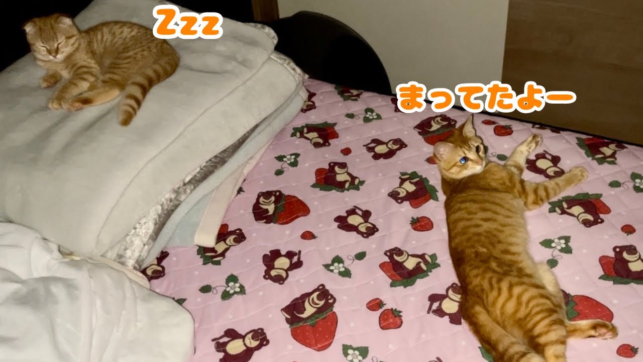 寝ようとしたら子猫たちがこうなってましたwww