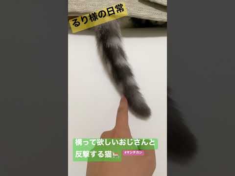 猫しっぽにちょっかい出したら裏で反撃されたおじさん【マンチカン】