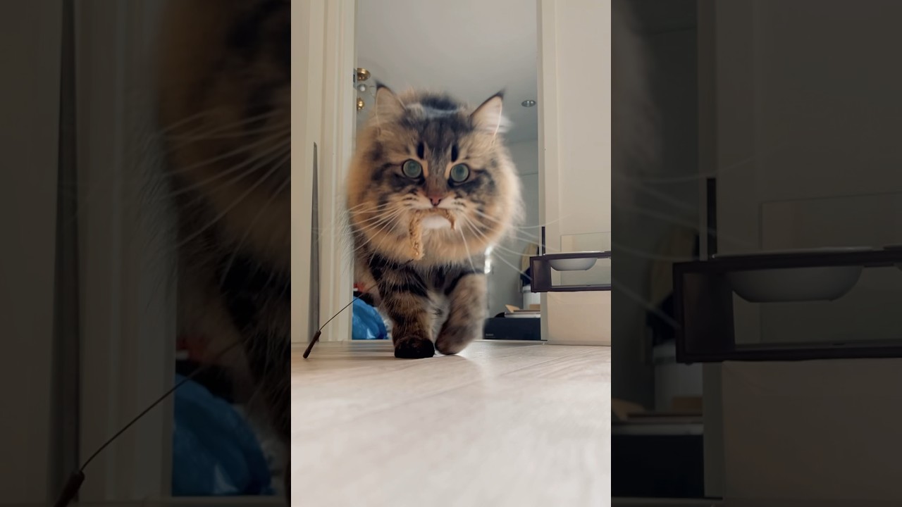 これであそんで #サイベリアン #猫 #ねこ #おもちゃ