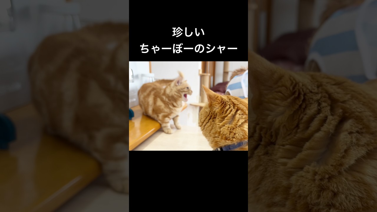 珍しいちゃーぼーのシャー！ #猫 #マンチカン #shorts