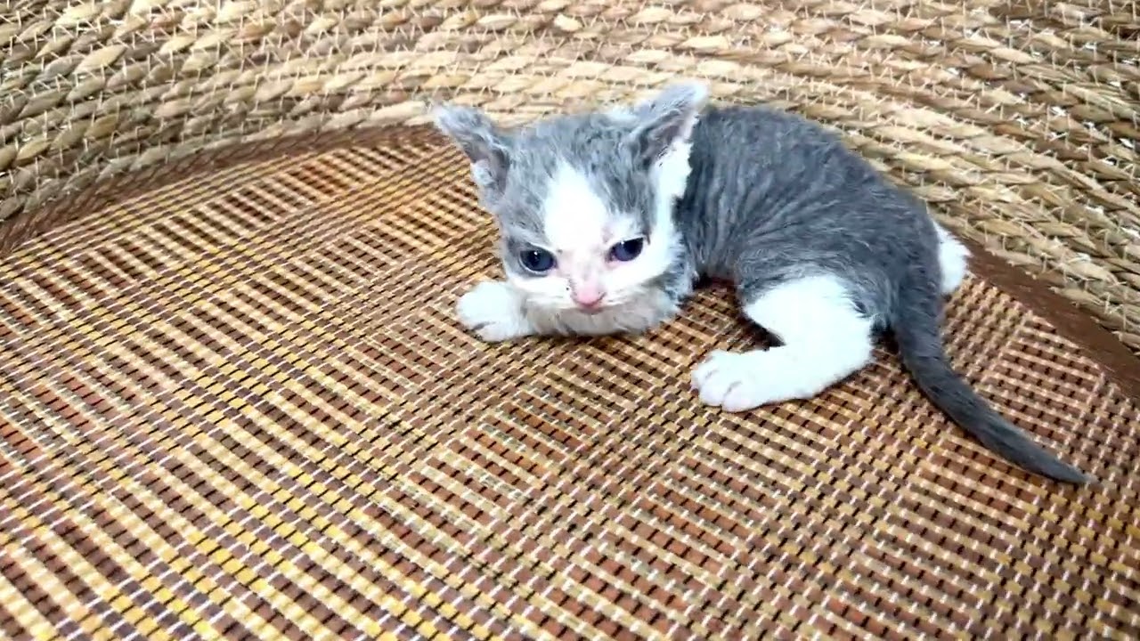 セルカークレックス2024/3/20生まれ2