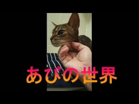 ネコ動画あび＃3460　あびの毎日　アビシニアン　あび