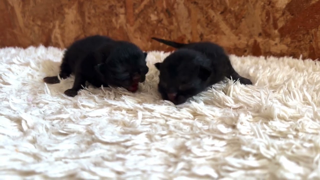 【ナナハチ’s ROOM】ボンベイ兄弟　20240404