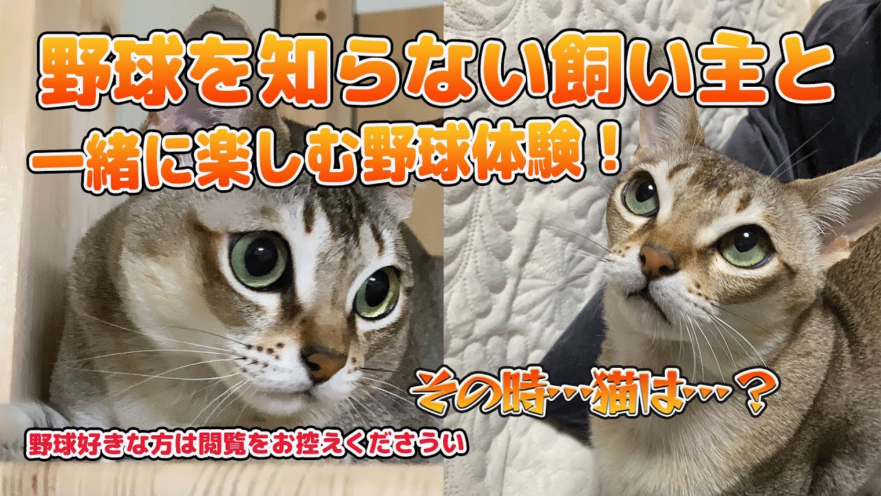 【シンガプーラ】野球を知らない飼い主と一緒に楽しむ野球体験！その時…猫は…？#cats #animals #pets