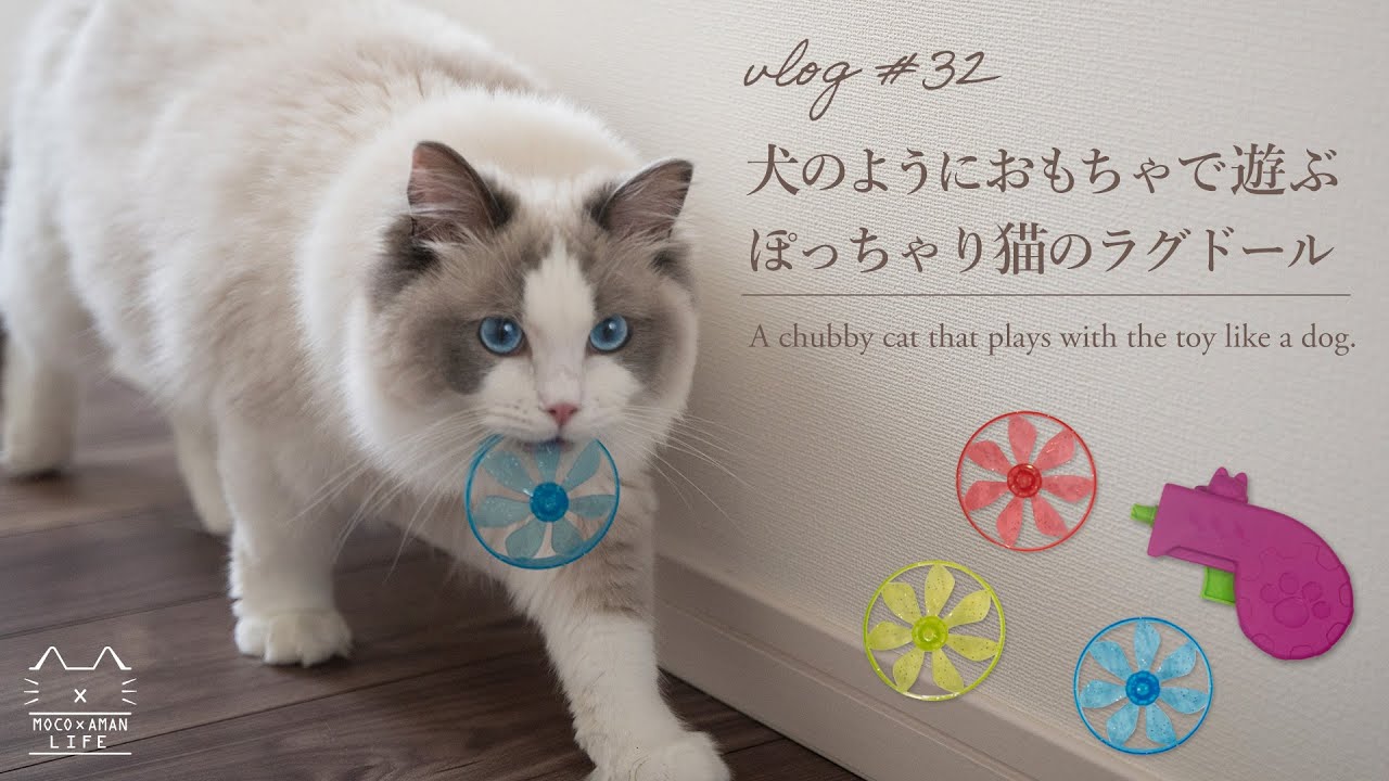 猫が犬になる？超人気のおもちゃに大興奮する猫がかわいい【#32】