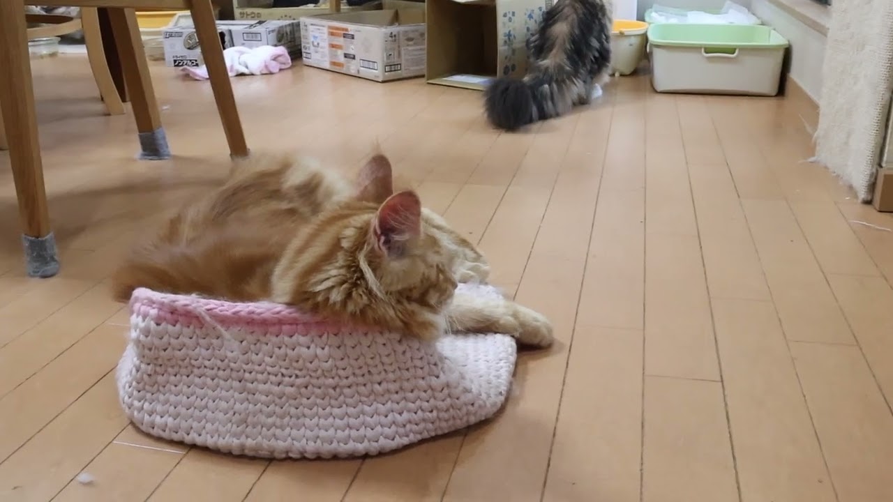 楽しく遊んでいるメインクーン子猫達