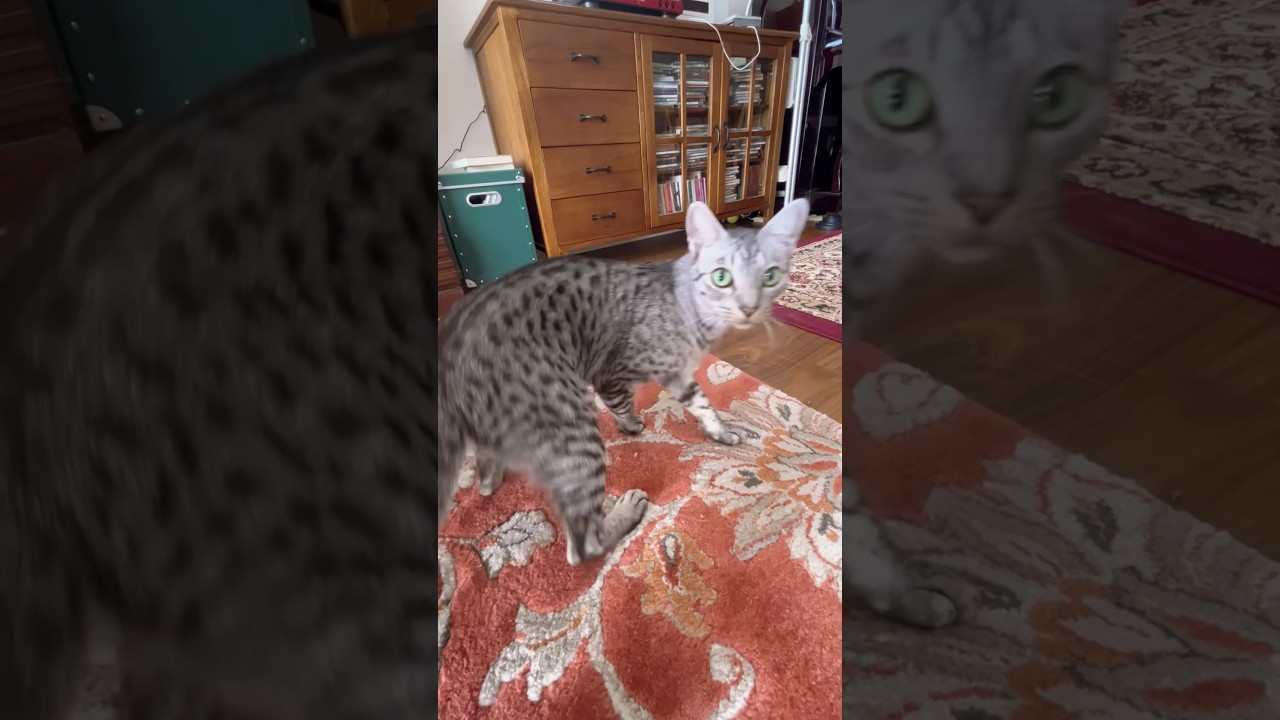 大好物の歯磨きおやつが下敷きになり必死のユキオさん😹#cat #オシキャット#ニャン #癒し動画 #ねこ #ベンガル