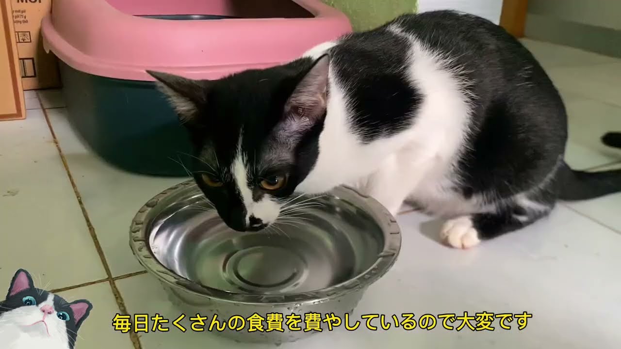 古い猫と新しい猫が部屋の中で喧嘩するので、友達を作るのは非常に困難です。