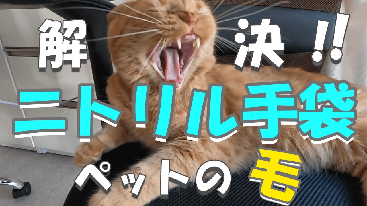 【ちょこチャト#056】超簡単！ニトリル手袋でペットの抜け毛を掃除してみたらスゴい結果に！【スコティッシュフォールド】