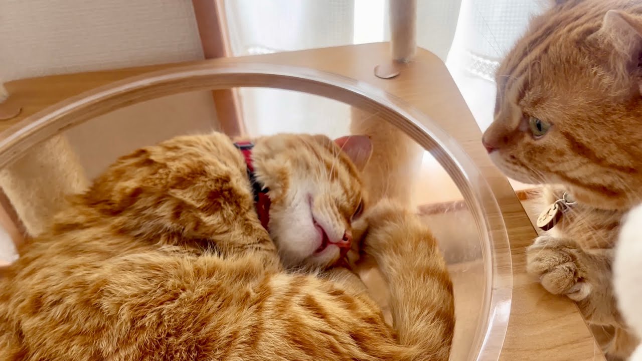 寝てる息子猫を優しく見守るパパ猫 #マンチカン