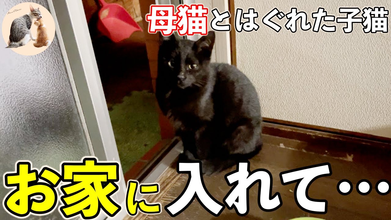 寒い夜に助けを求める野良子猫をお家に入れました