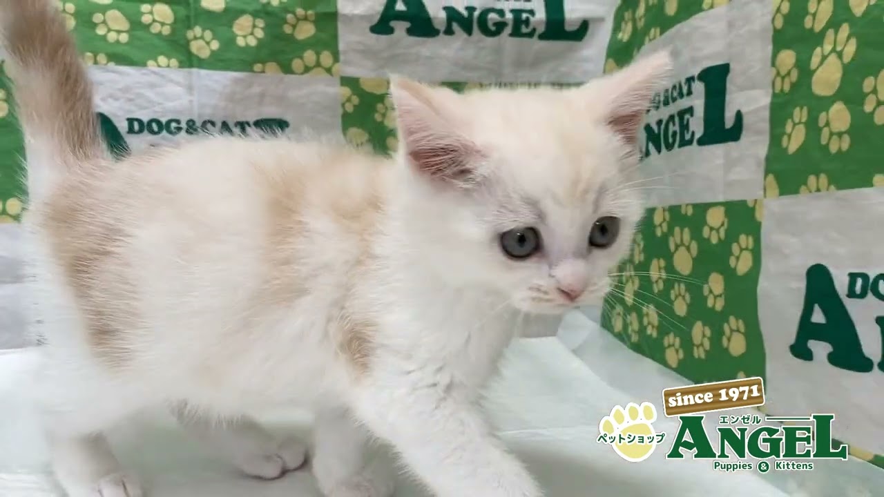 マンチカン 2404092 【ペットショップエンゼル　子犬・子猫販売】