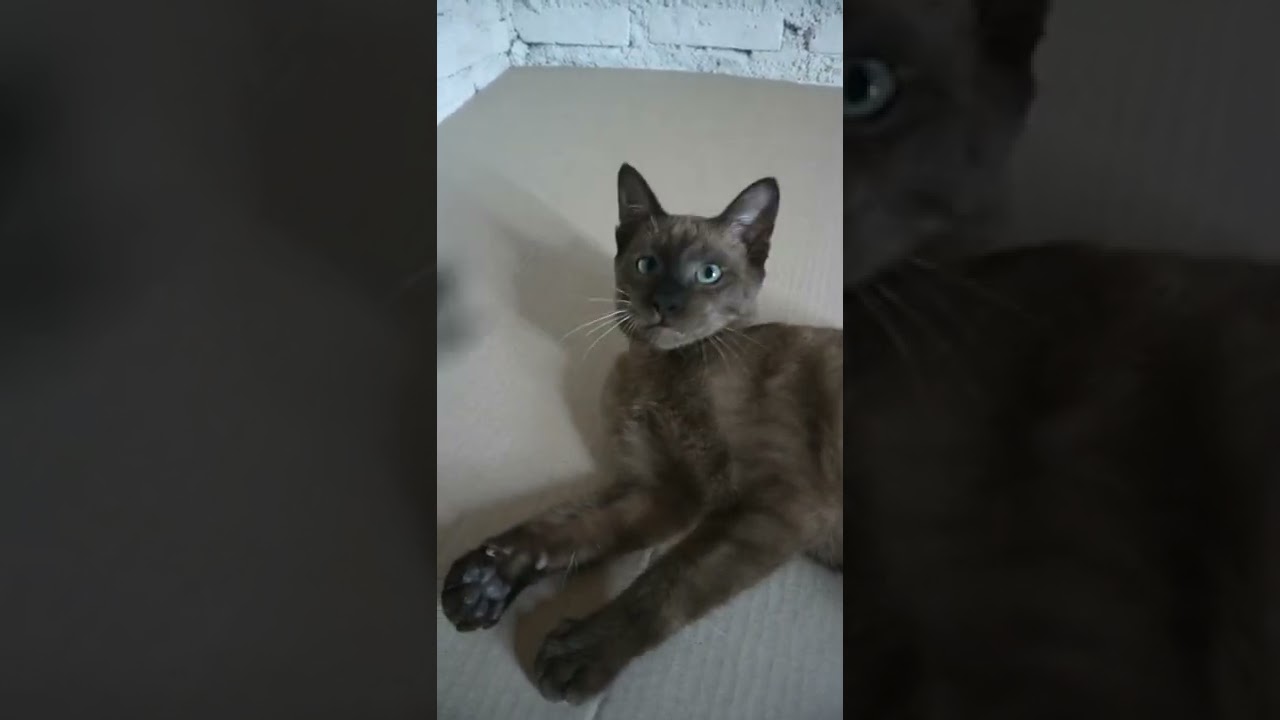 Pumma the brown cat #Shorts