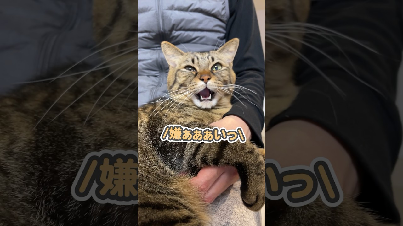 4年間、子猫の時からたくさんの愛情を注いだ結果…