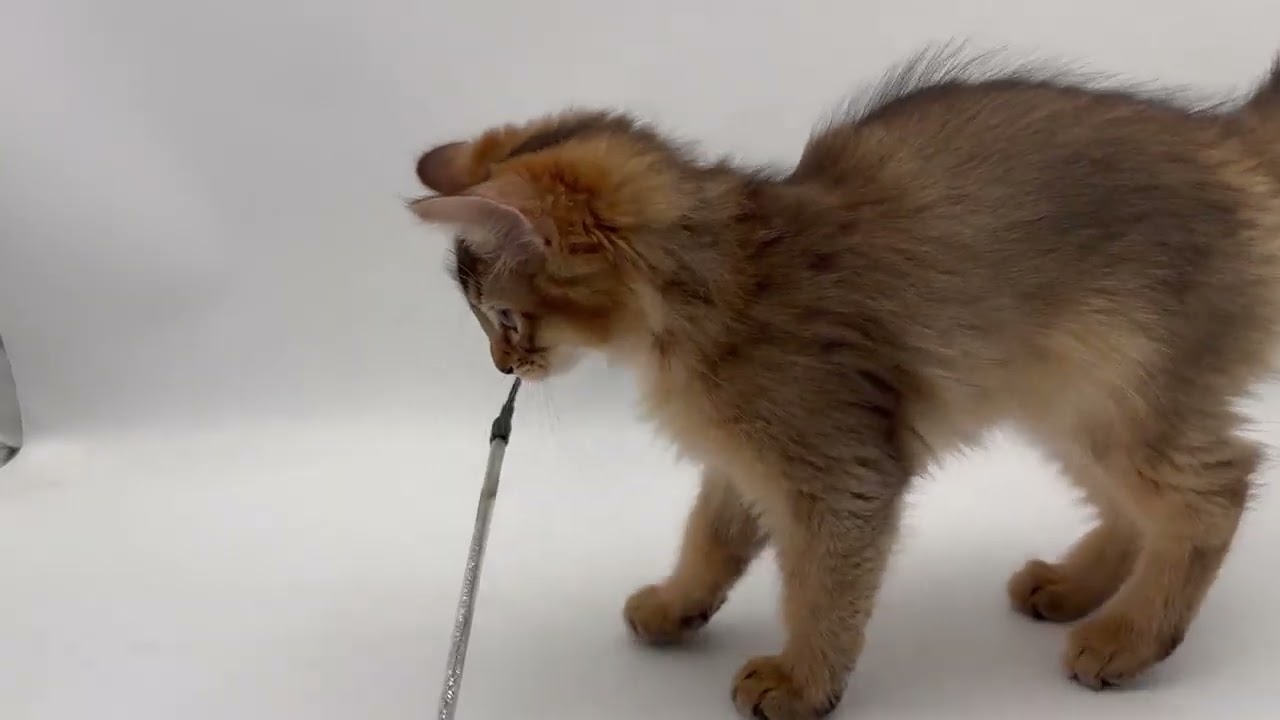 ソマリ 元気いっぱいな男の子です😆　ルディ