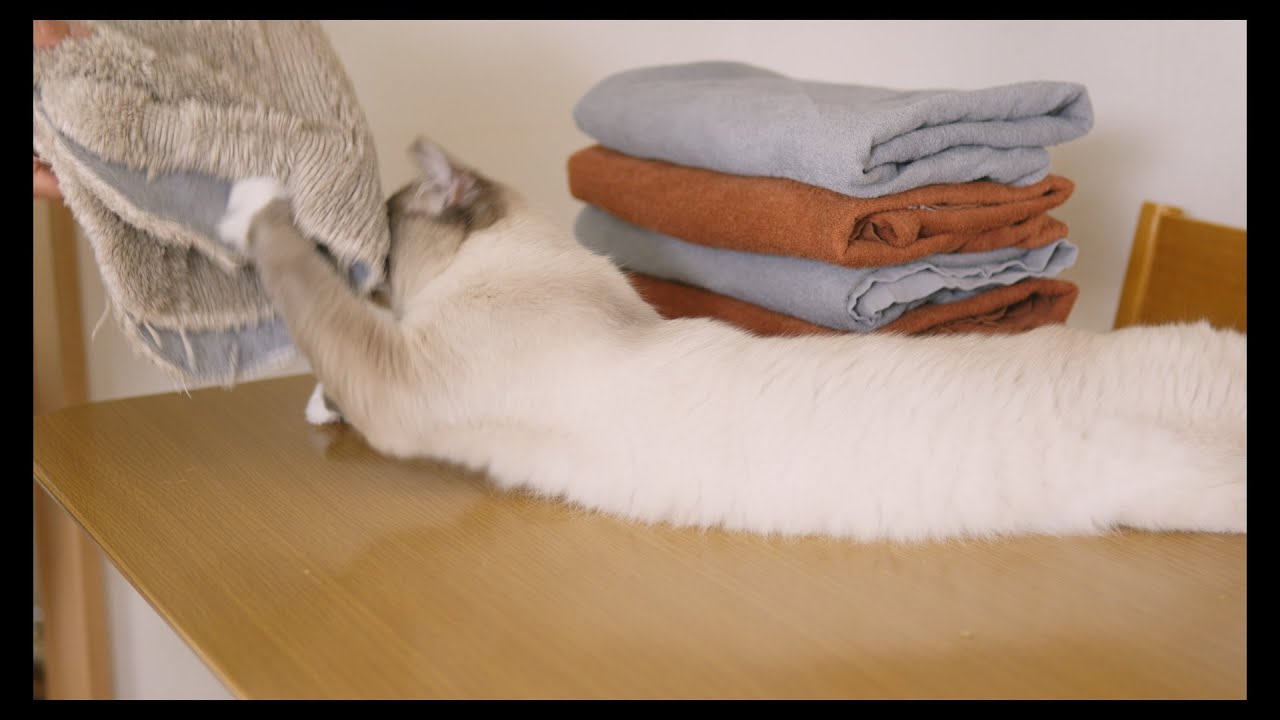 いたずら好きでかまってちゃんなL