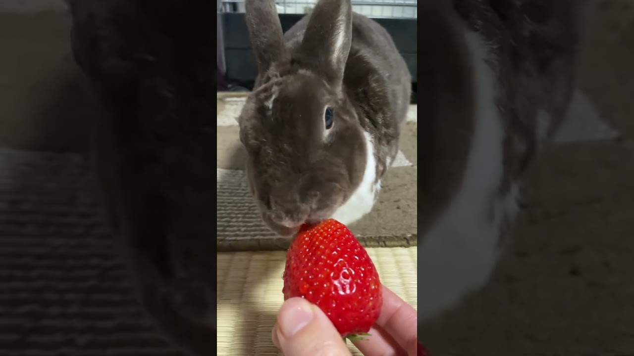 いちご🍓が好きなのはやっぱりあの子でしたw #スフィンクス #猫のいる暮らし #cat #ノルウエージャンフォレストキャット #猫のいる生活 #うさぎ