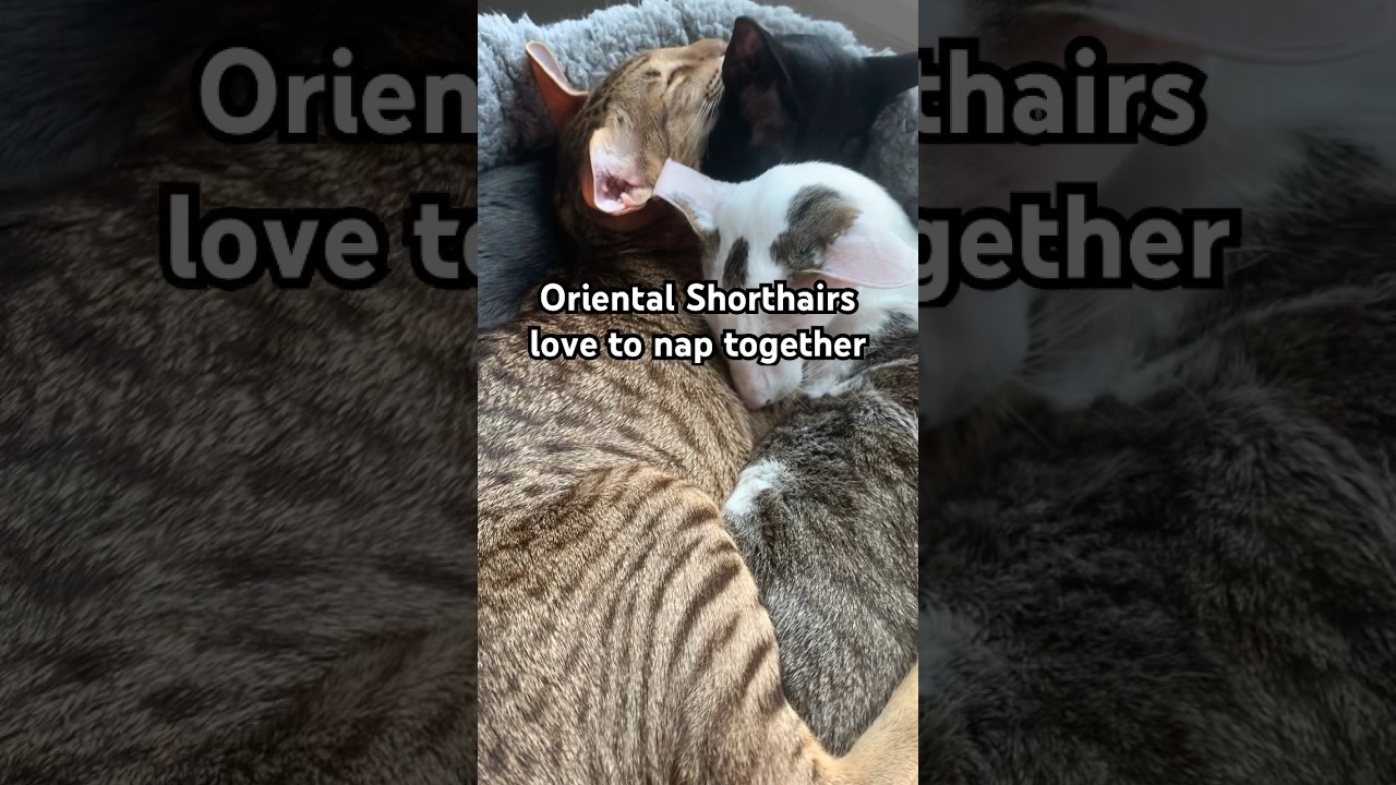 A zen moment captured of Rikki, Bindi and Dexter napping together. #cat #sleep  #catshorts