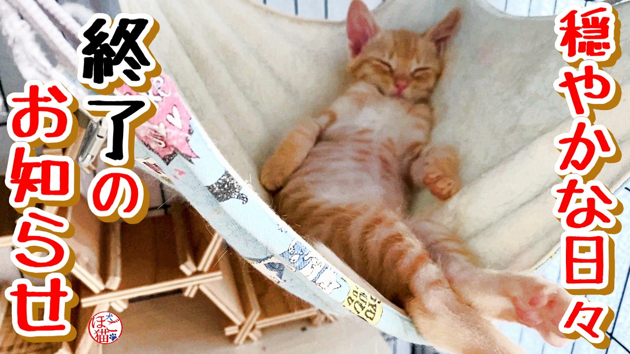 【子猫 保護】眠る子猫達と終了のお知らせ＋おまけコーナー