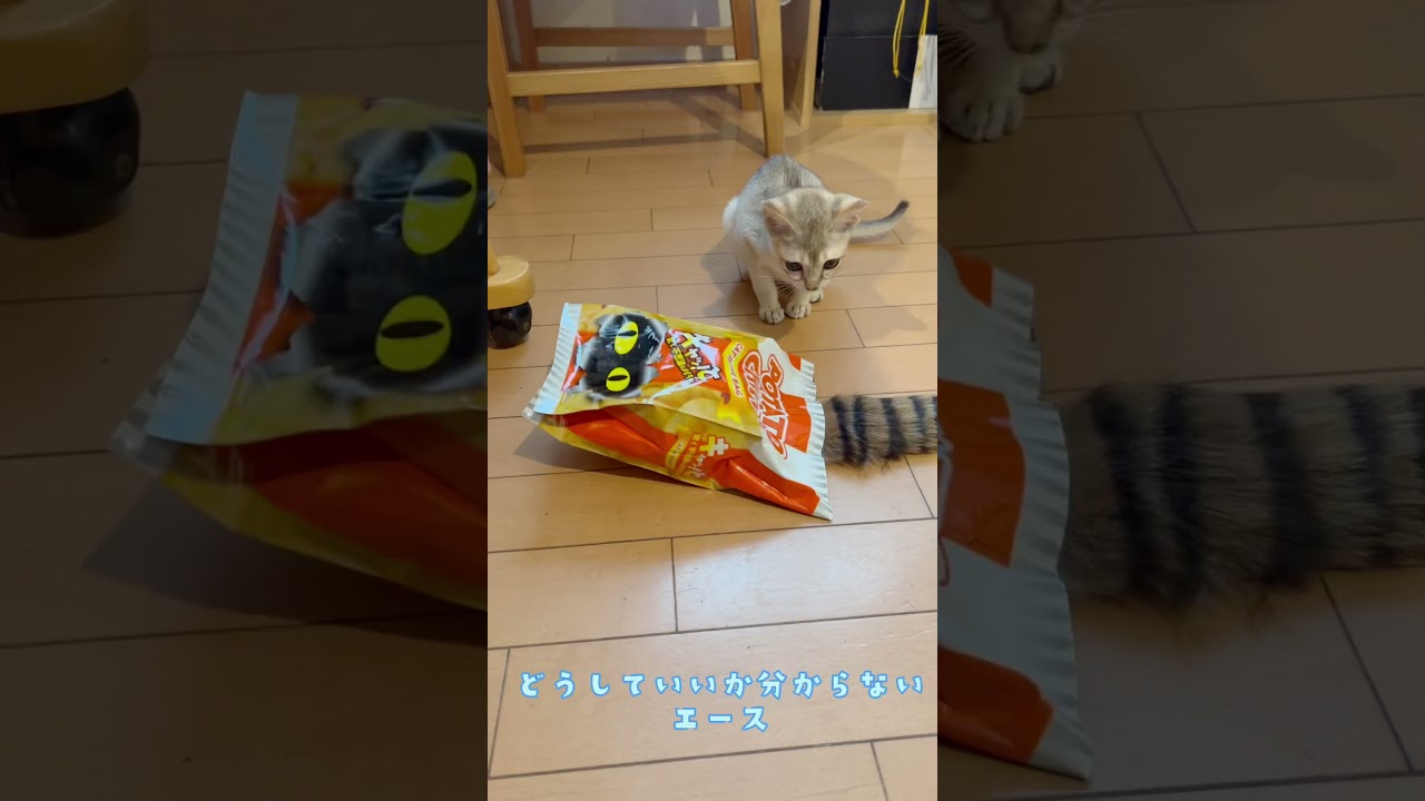 初めての…                                                  #Shorts#シンガプーラ#保護猫#多頭飼い#大切な家族 #多頭飼いは楽しい