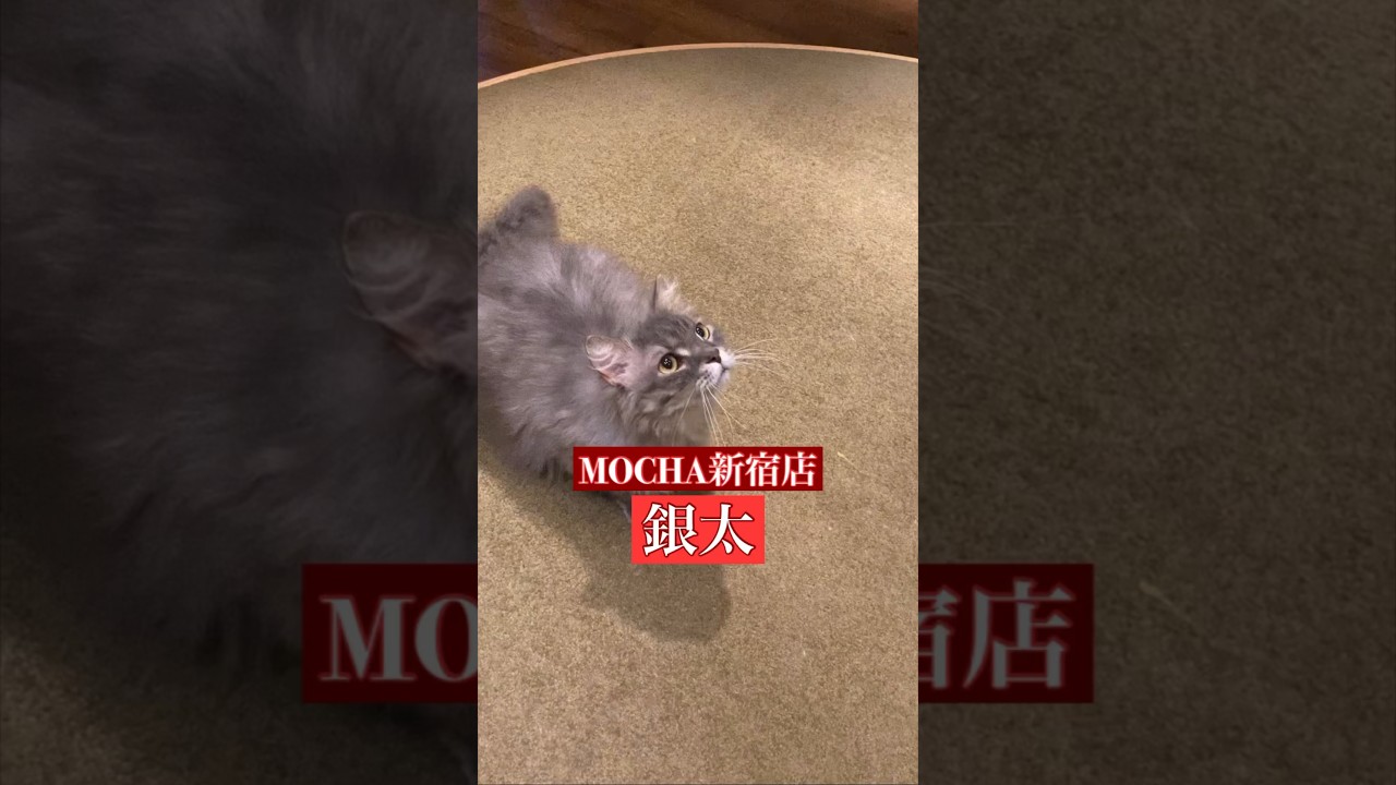 🐱銀太🐱　猫カフェMOCHA新宿店　(スクーカム♂)　2024/3/6  撮影分　#日替わり猫カフェにゃんこ
