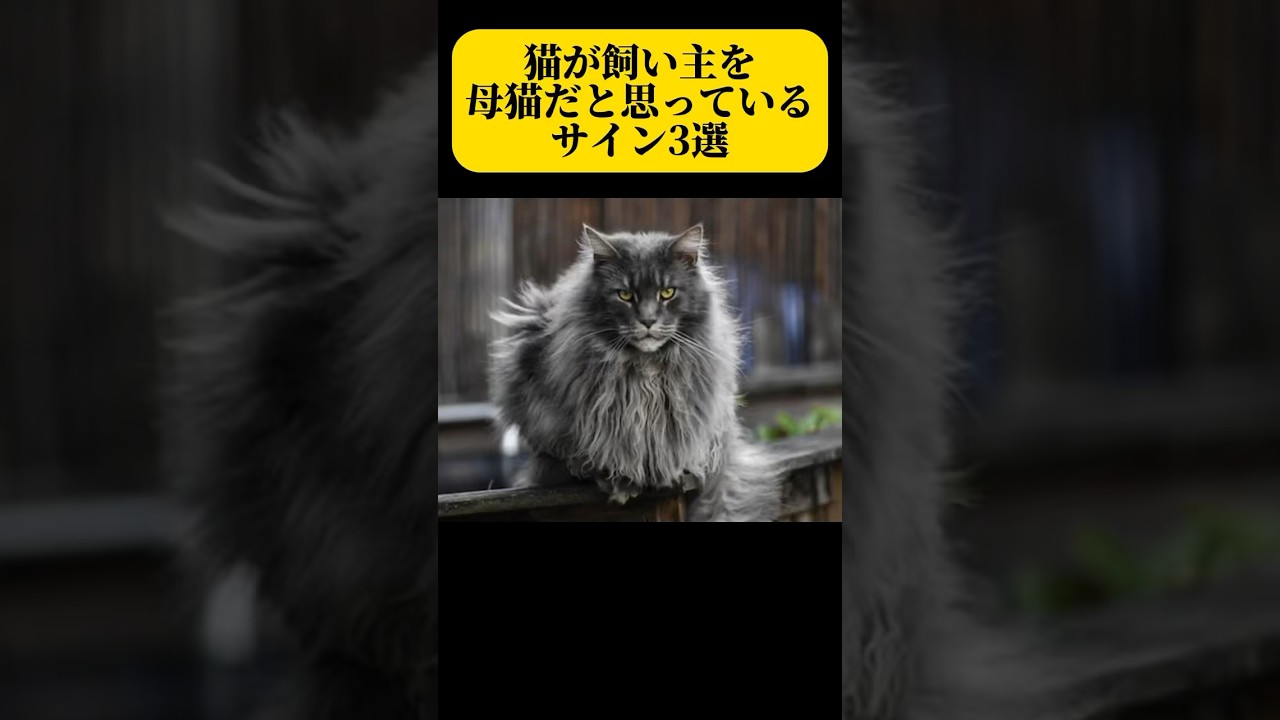 猫が飼い主を母猫だと思っているサイン3選
