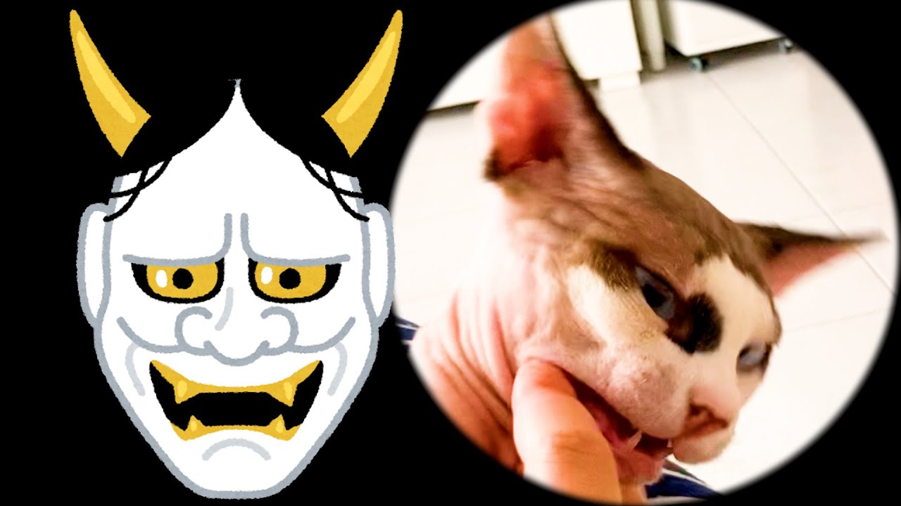 149:これが甘噛み？スフィンクス猫