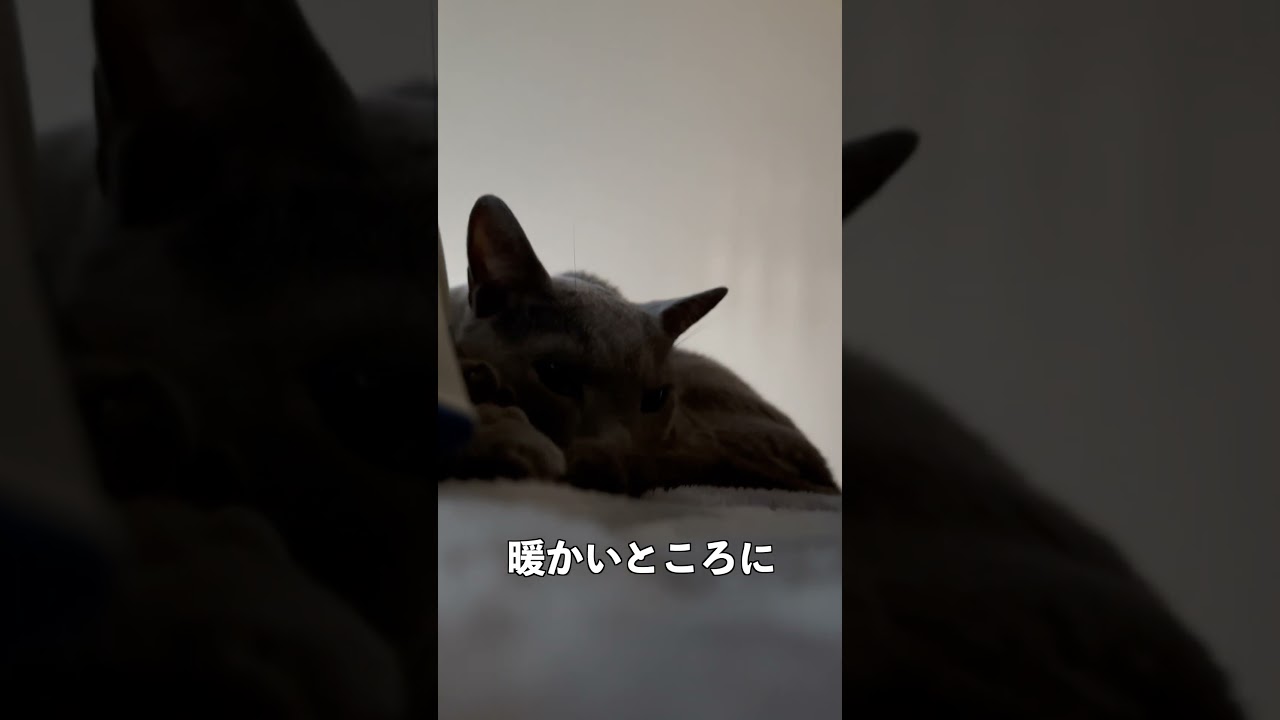 ウィルの毎日 304 おはようございます。 #ロシアンブルー #RussianBlue