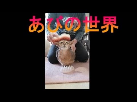 ネコ動画あび＃3461　あびの毎日　アビシニアン　あび
