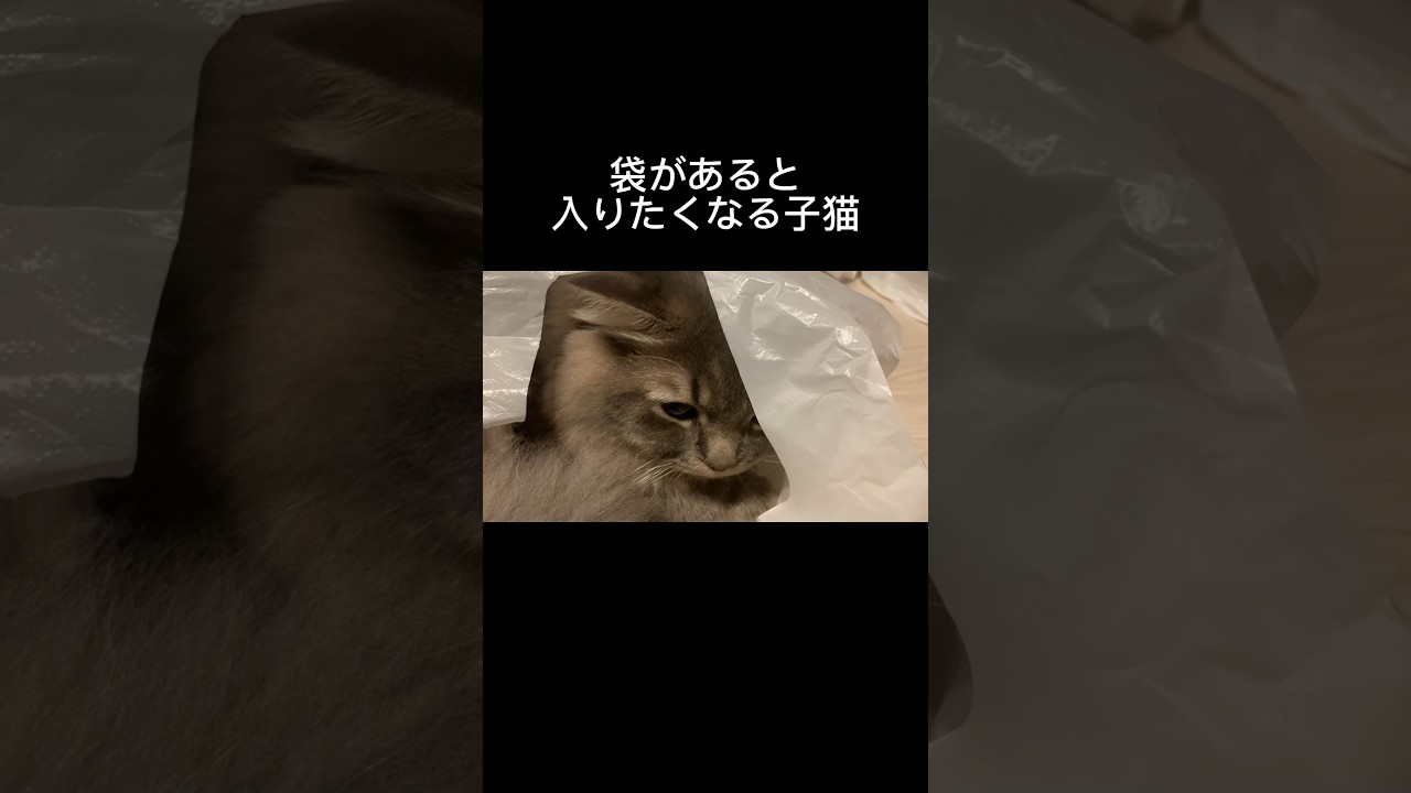 ビニール袋にくるまる子猫が可愛い…#cat #つまみちゃん #可愛い #子猫 #猫のいる暮らし #猫のいる生活 #ラガマフィン #shorts