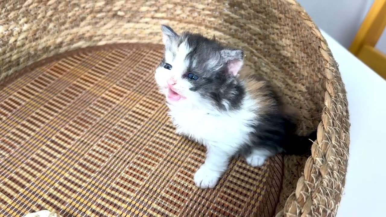 セルカークレックス2024/3/20生まれ1