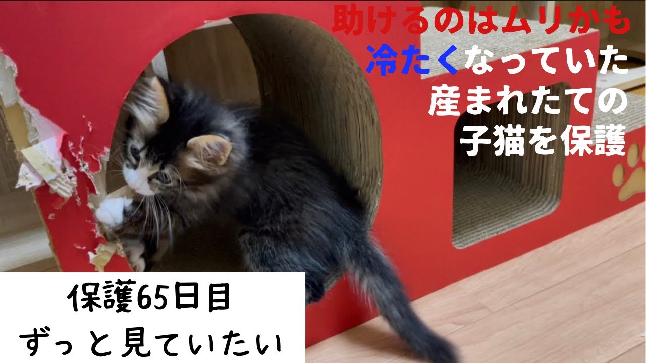 冷たくなっていた子猫の保護、65日目