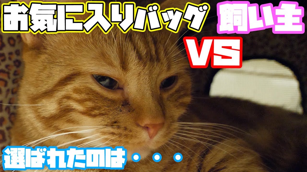 【実写】飼い主と一緒に寝たがる猫がかわいすぎる【マンチカン 猫  munchkin cat】