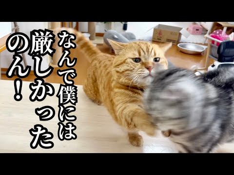 あいちゃんがクロくんと仲良くしてる姿を見た茶々パパが... #猫 #マンチカン