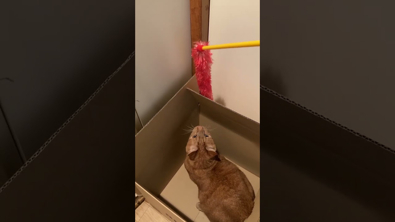 【茶トラ猫】100均の猫じゃらしで遊ぶジラフ#shorts