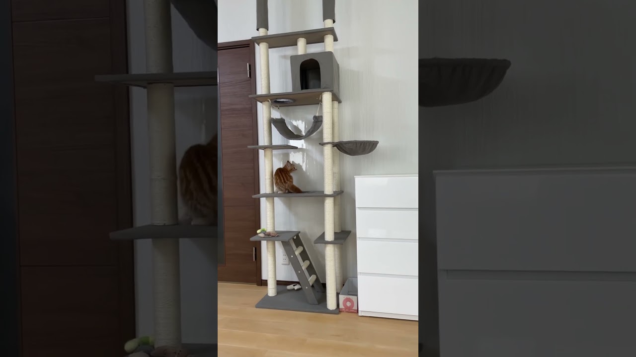 キャットタワー🗼買ってもらったら登るしかないわな😼