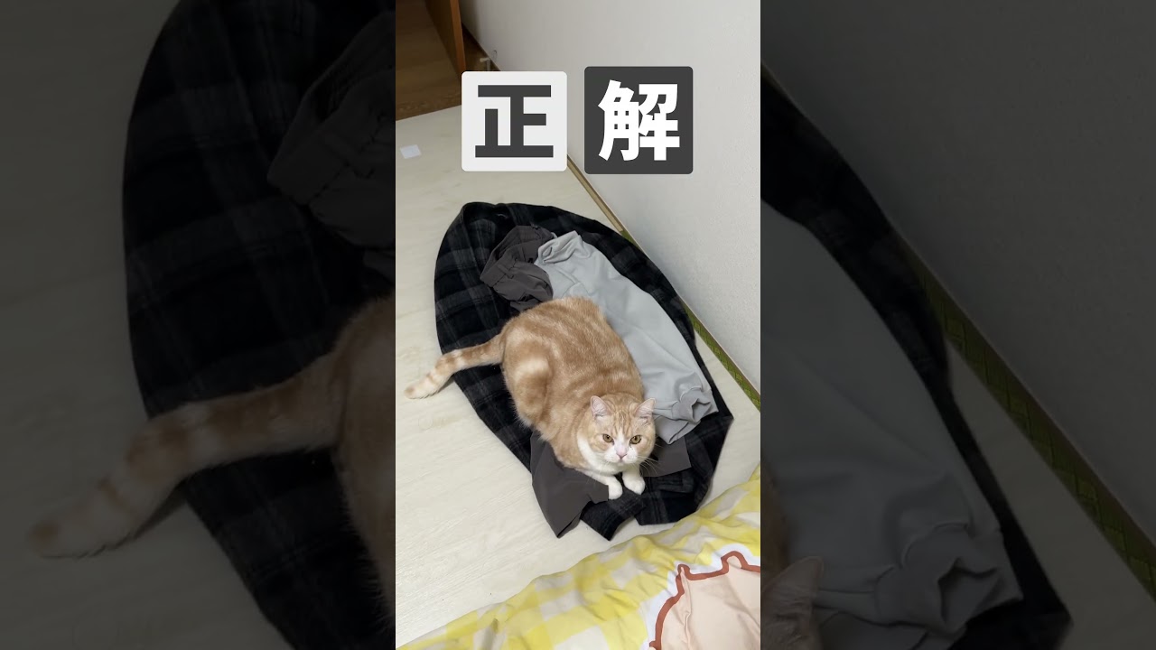 #猫 #ねこ #ブリティッシュショートヘア #スコティッシュフォールド #可愛い猫 #猫動画