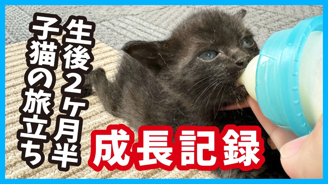 【子猫の成長】真冬に生後10日で保護した子猫が立派に成長していく姿が微笑ましい。（冬65）