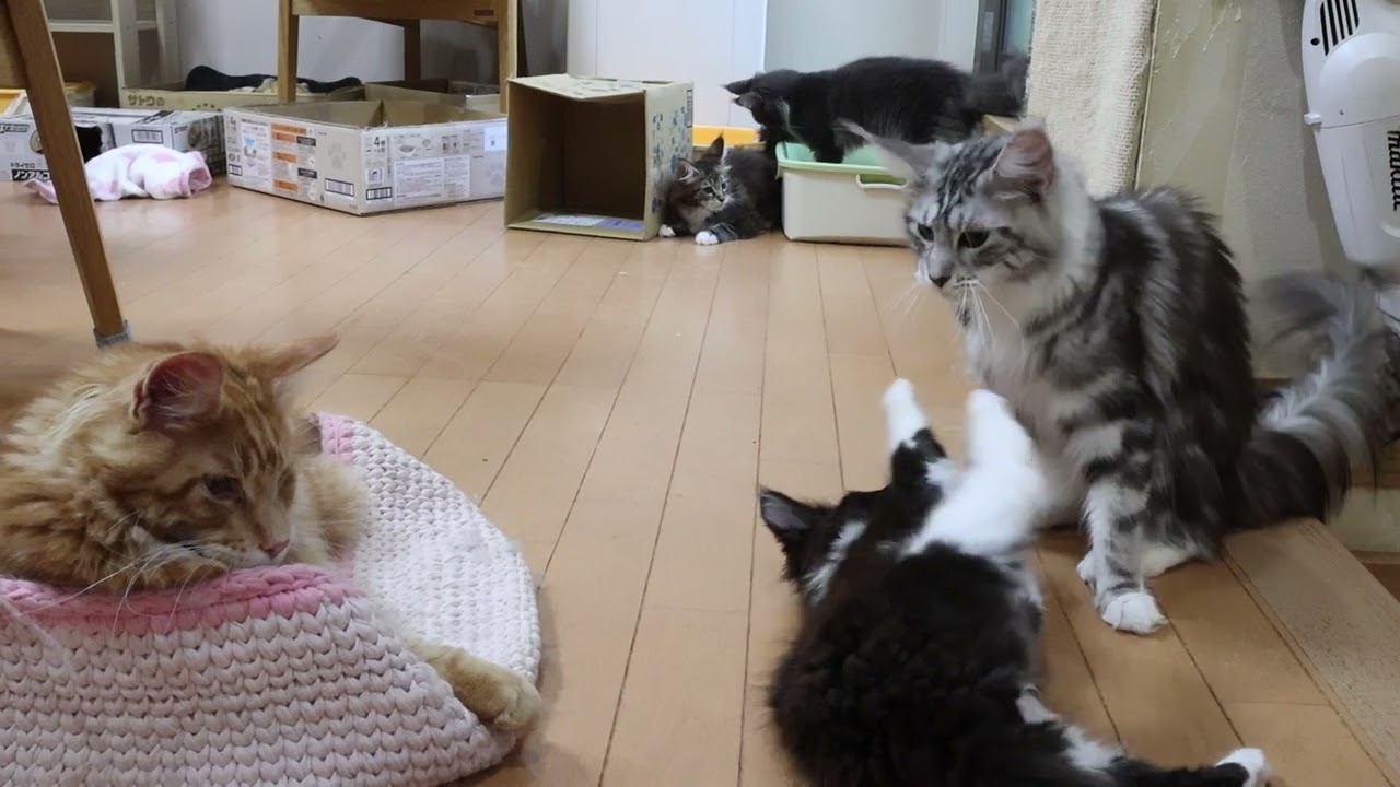 楽しく遊んでいるメインクーン子猫達
