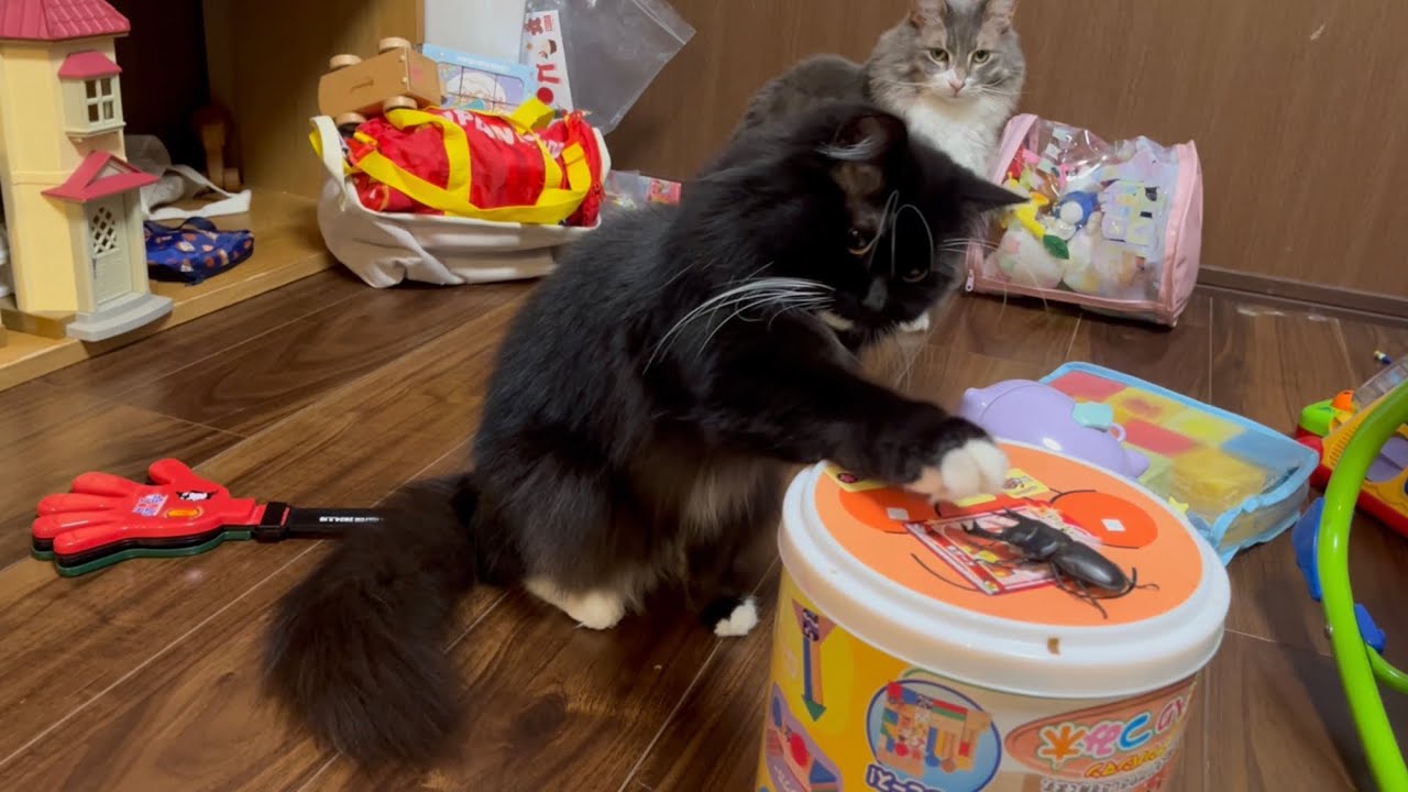 クワガタに立ち向かう猫　ラガマフィン　A cat standing against a stag beetle